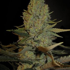 mss-blue-cheese-feminised-seeds