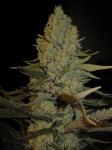 mss-blue-cheese-seeds