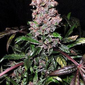 mss-blueberry-seeds