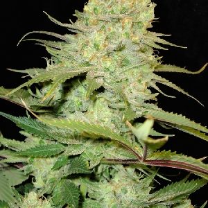 mss-cheese-feminised-seeds