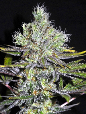 mss-girl-scout-cookies-feminised-seeds
