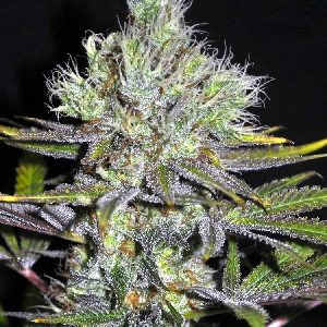 mss-girl-scout-cookies-seeds