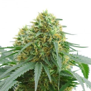 ams-supreme-autoflowering-marijuana-seeds