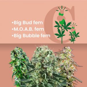 big_buds_combo_pack