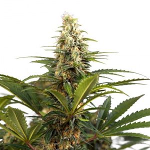 bonbon-damour-feminized-cannabis-seed