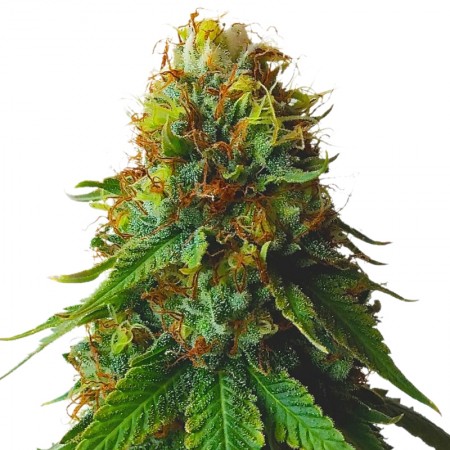 green-crack-autoflowering-cannabis-seeds