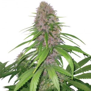purple-power-autoflowering-cannabis-seeds