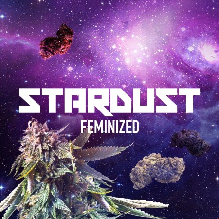 stardust_fem