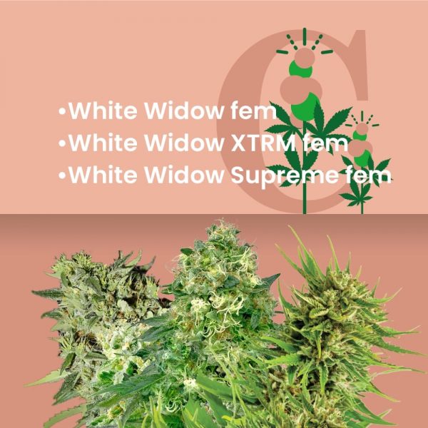 white_widow_combo_pack