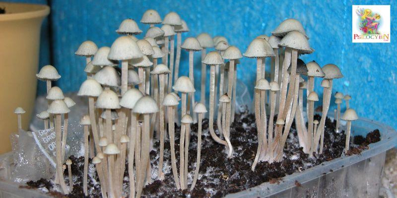 magic mushroom strain Blue Meanies