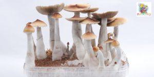 Explanation of the magic mushroom strain