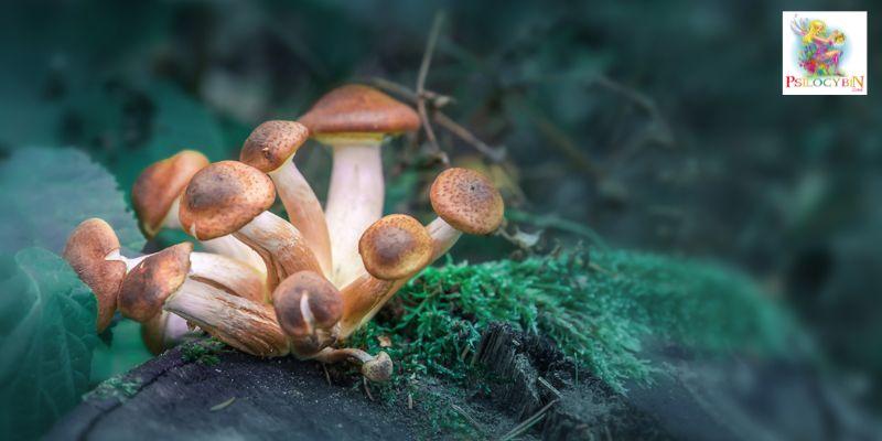 powerful magic mushrooms to trip on