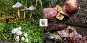 Different Strains of Psychedelic Fungi