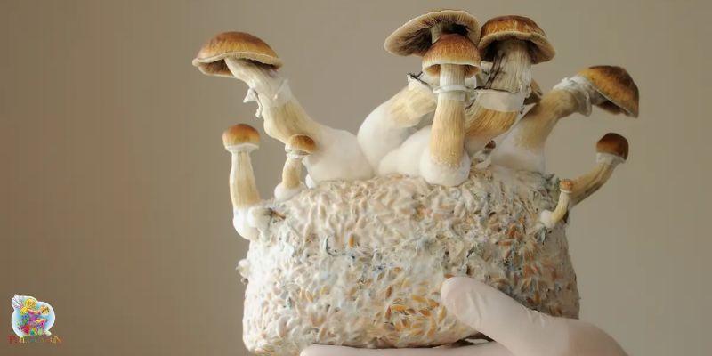 Magic Mushrooms Are Licit in Most Countries