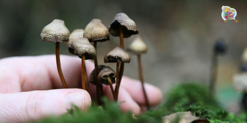 Grow Your Magic Mushroom 